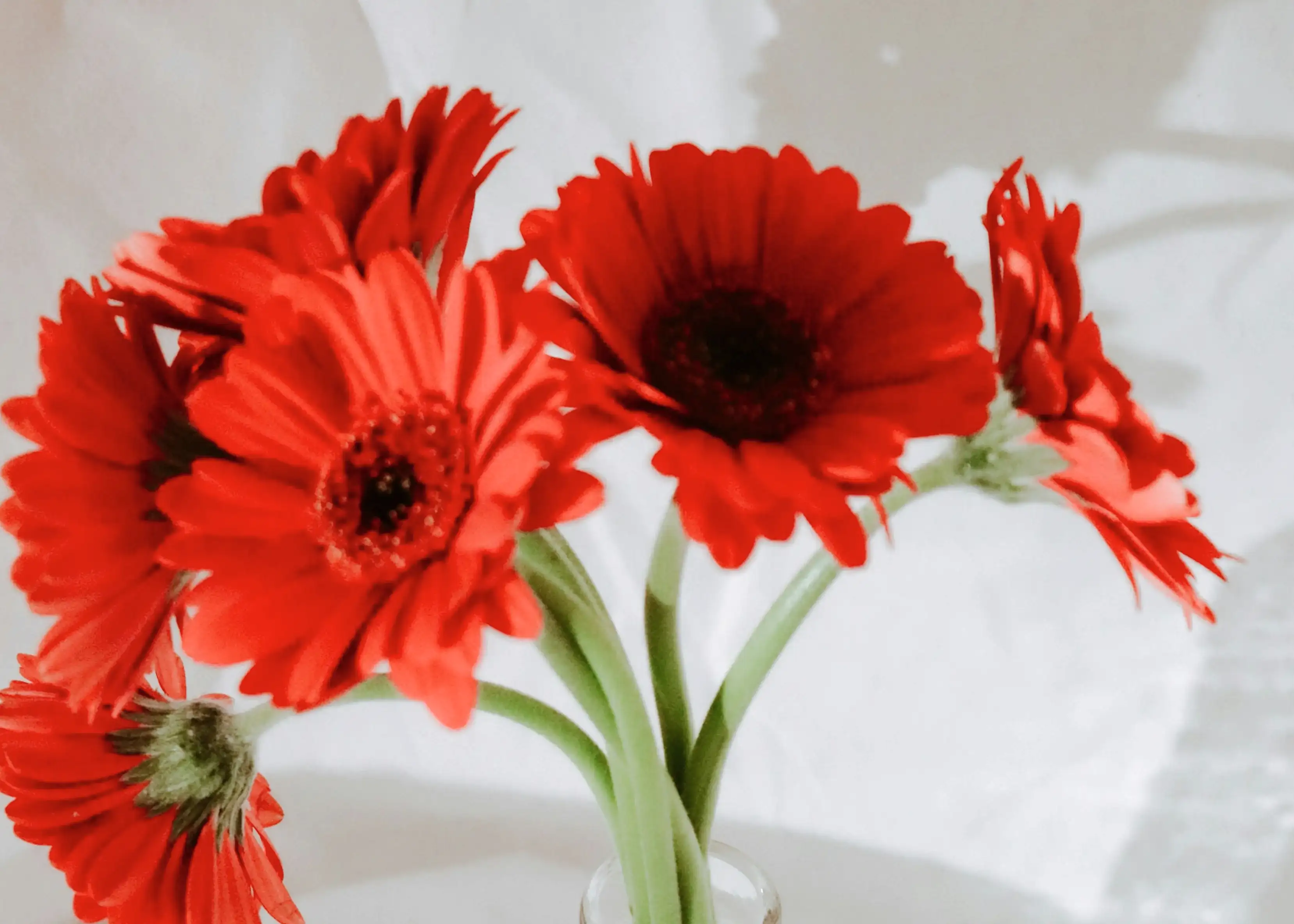 Red Flower Bouquets