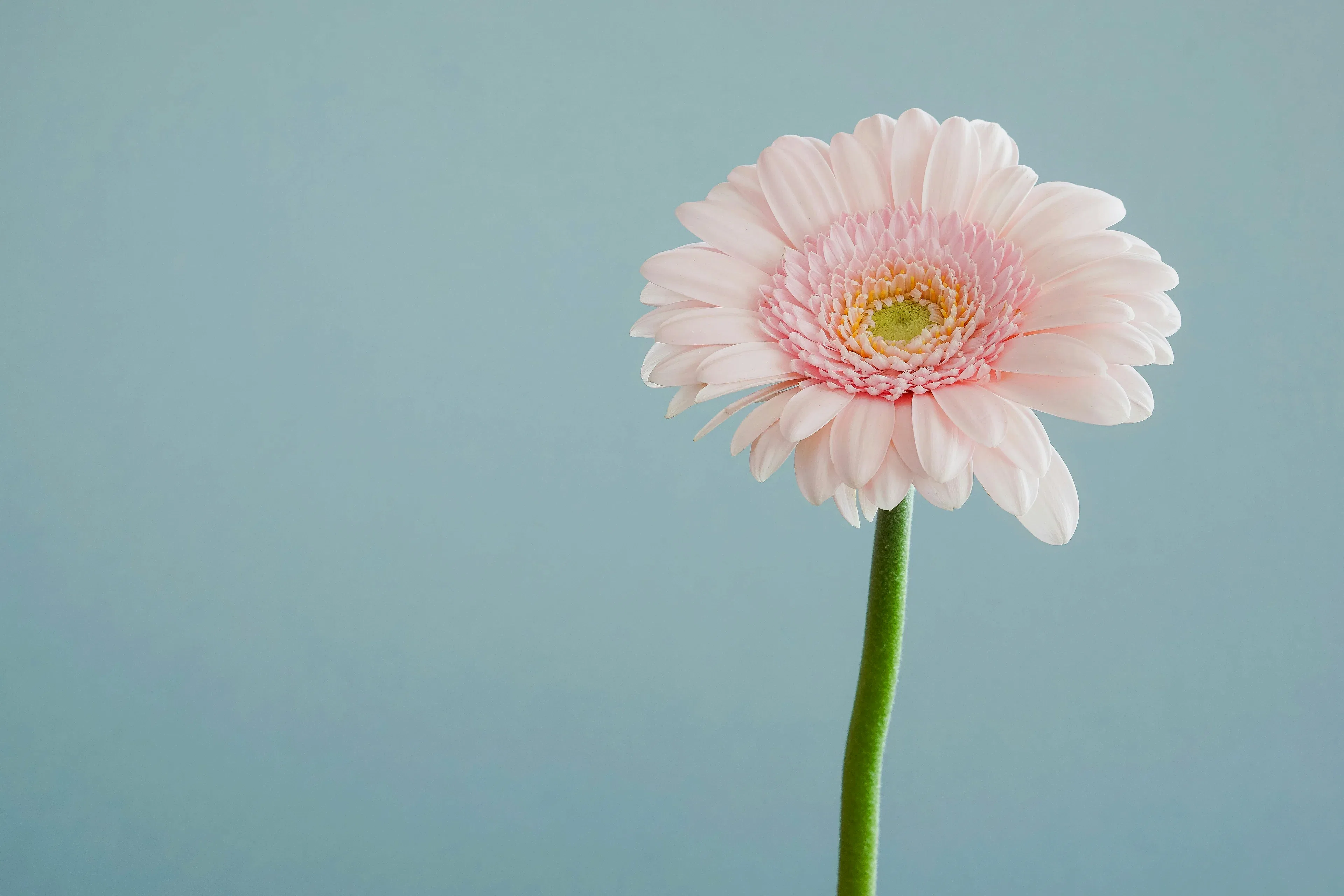 Single Stems