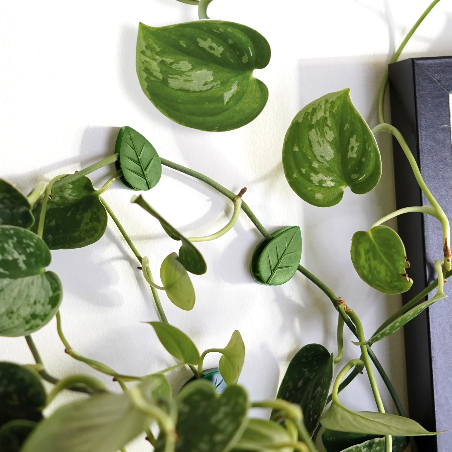 Houseplant Climbing Clips