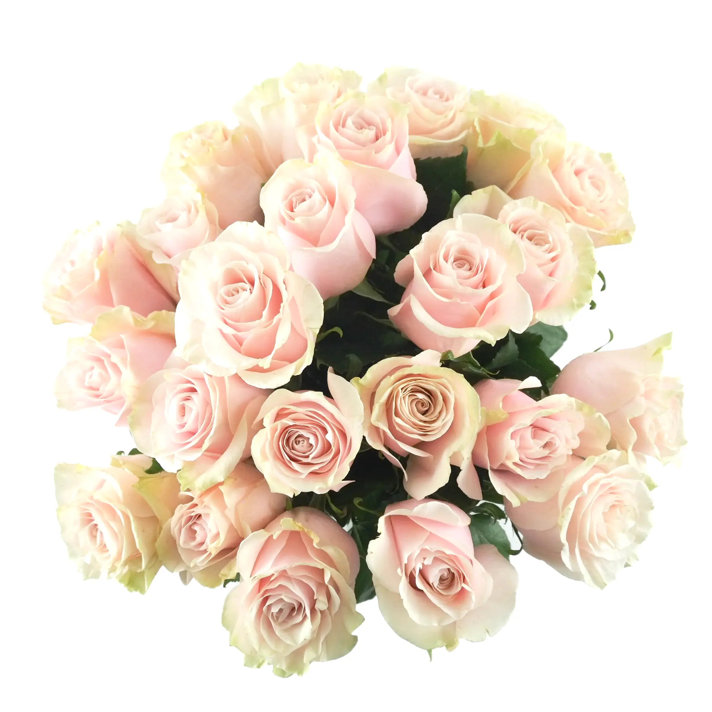 Pink Mondial Roses
