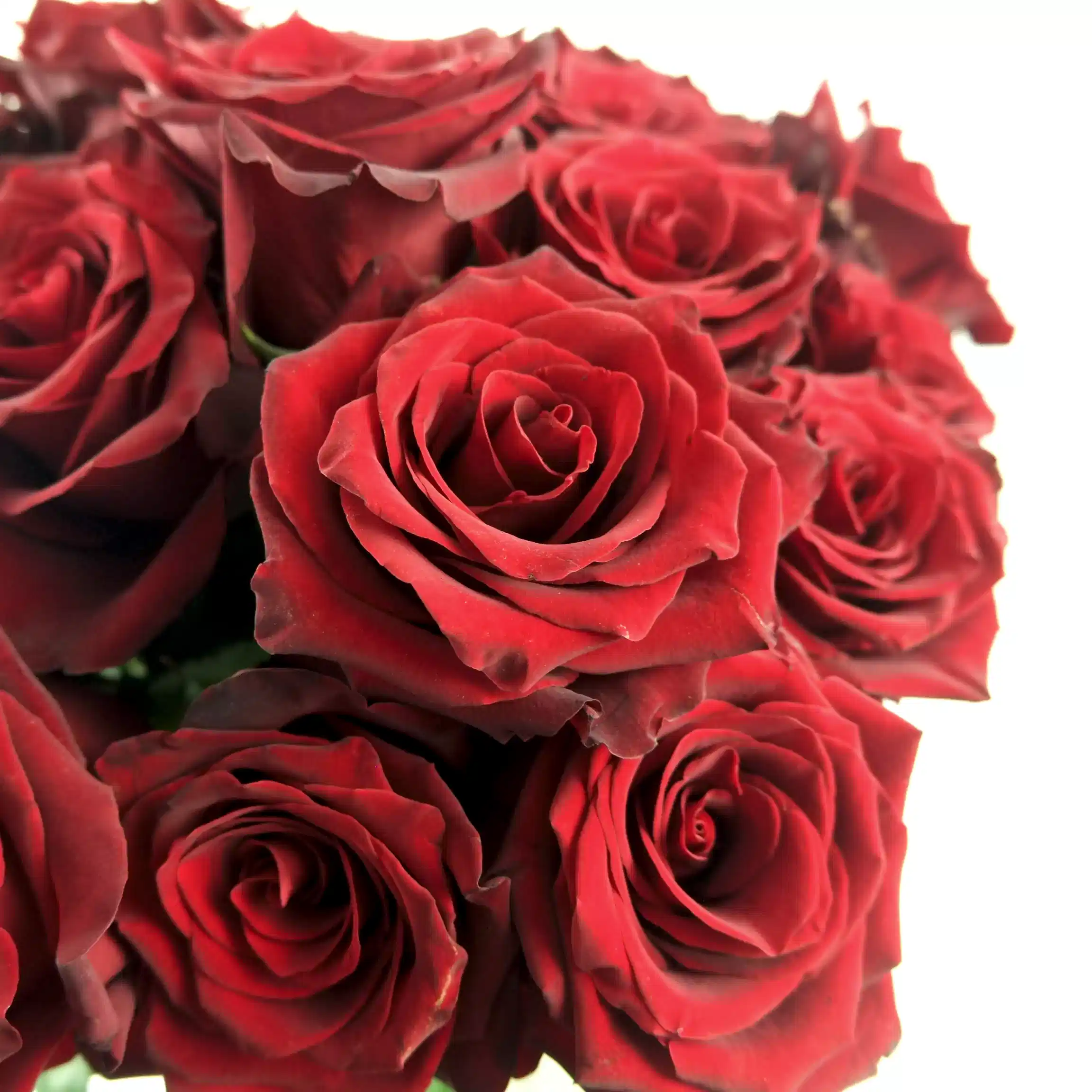 Red Explorer Roses