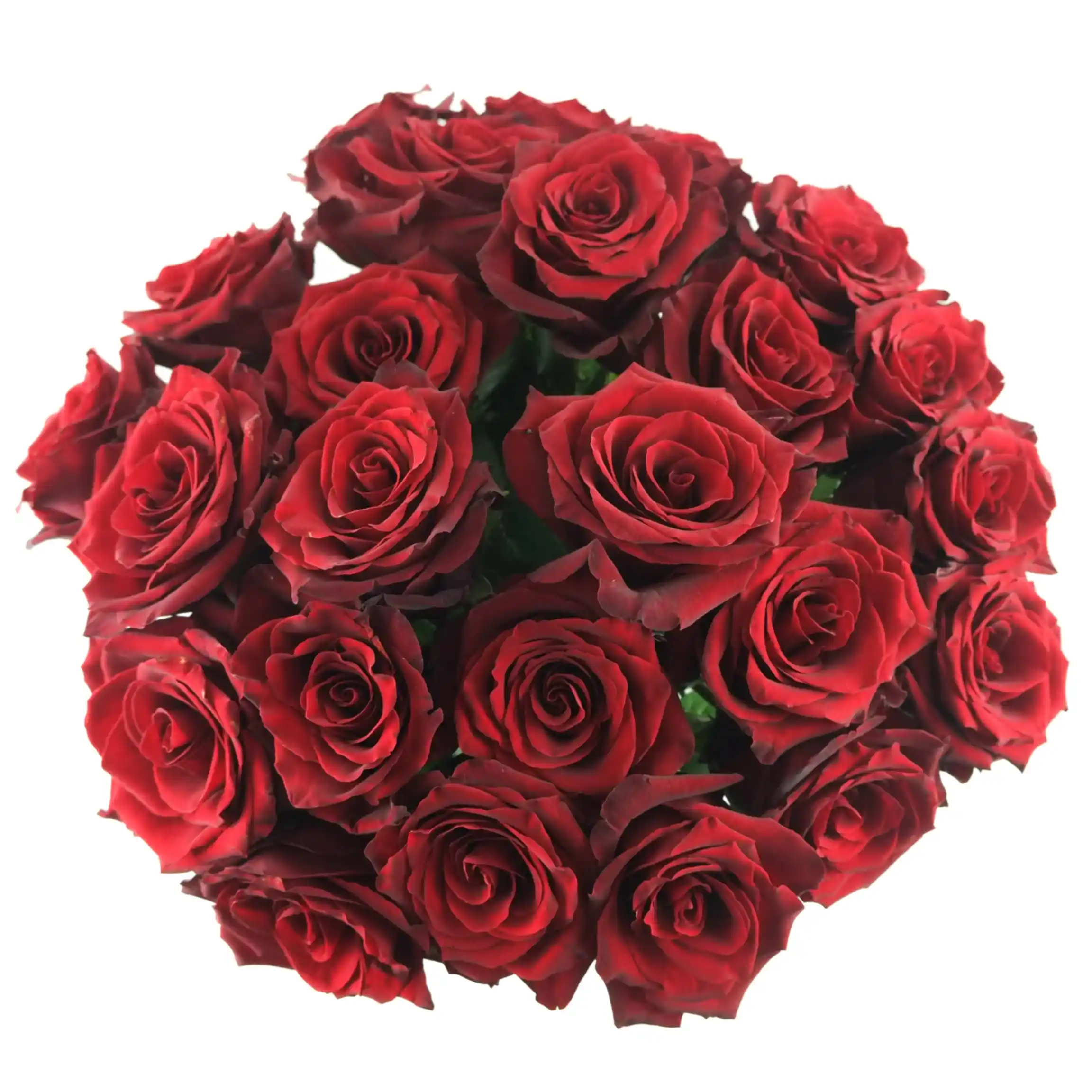 Red Explorer Roses