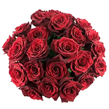 Red Explorer Roses
