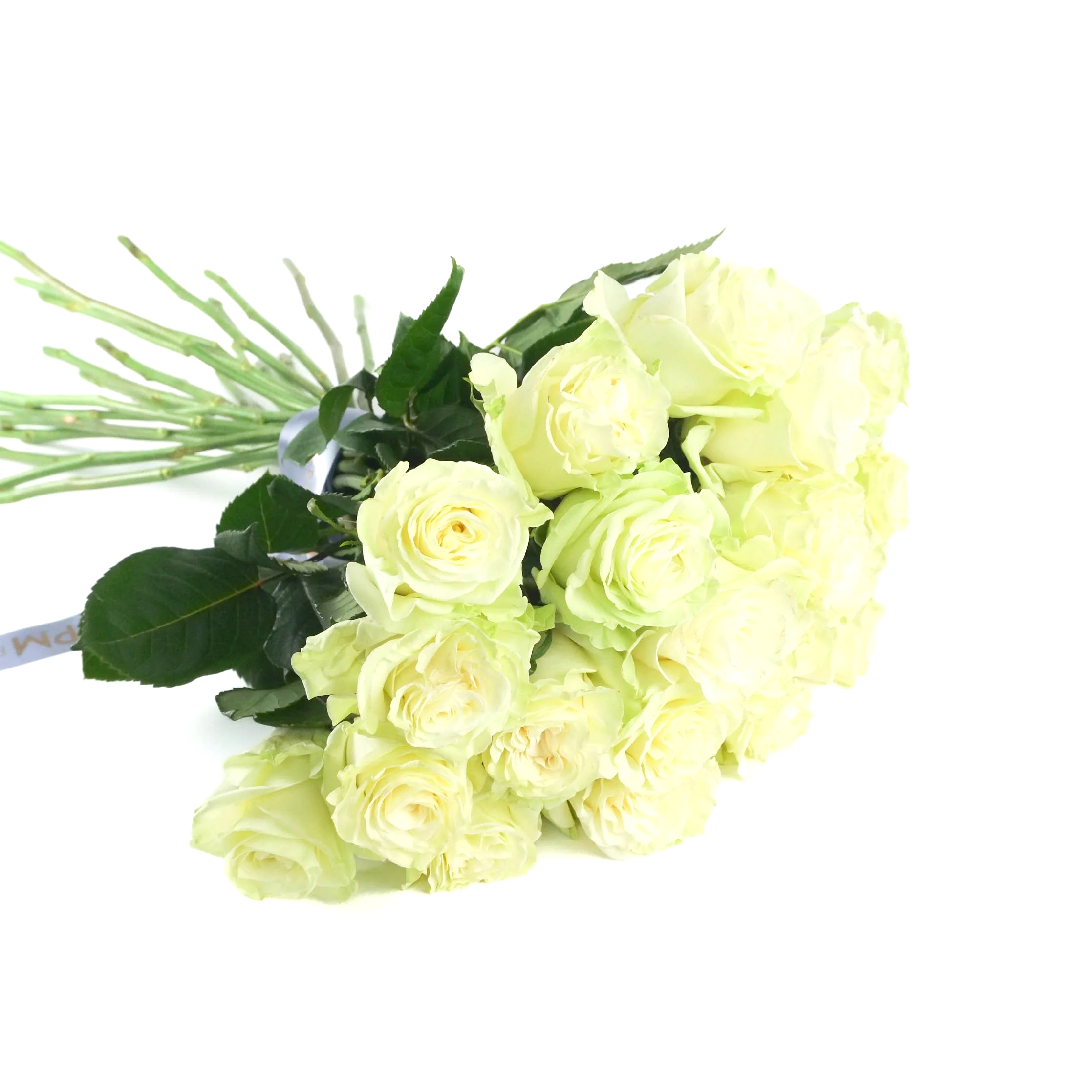 White Mondial Roses