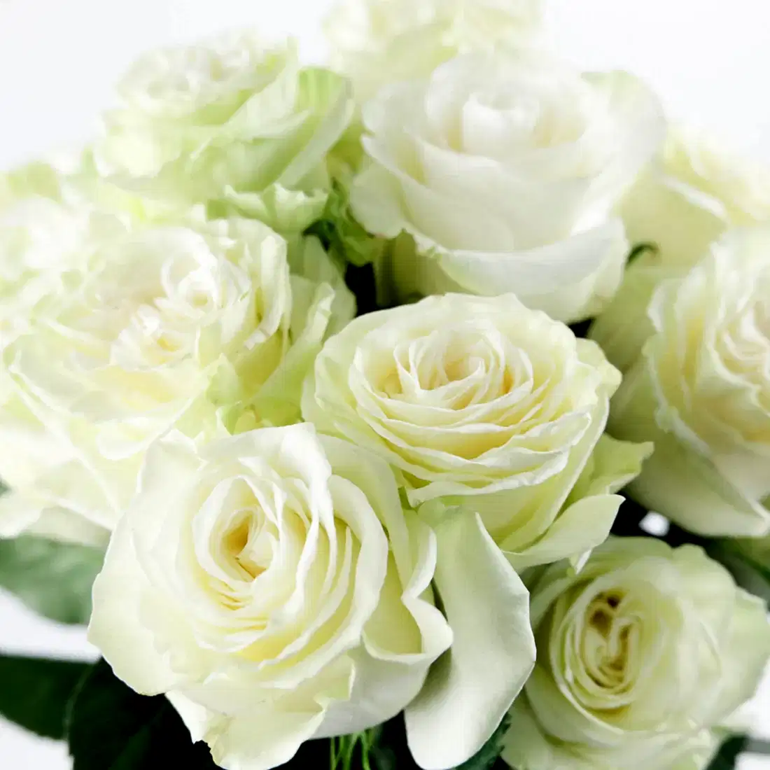 White Mondial Roses
