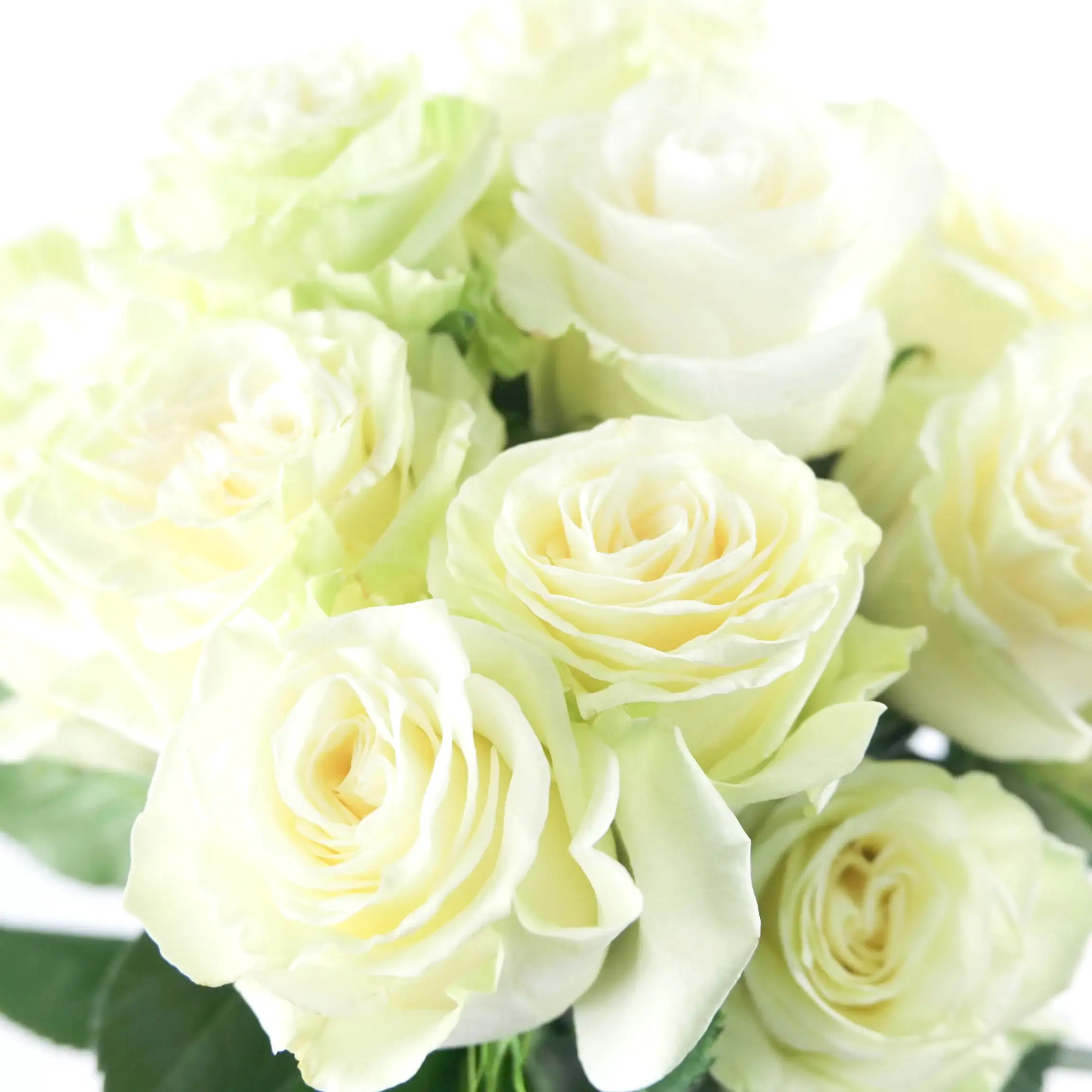 White Mondial Roses