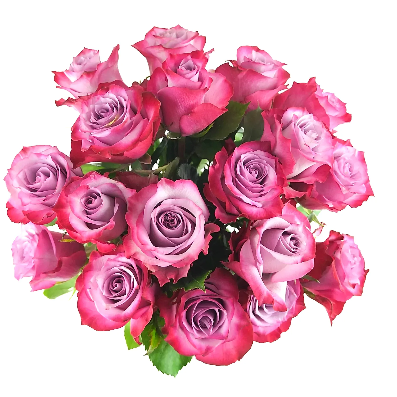 Deep Purple Roses