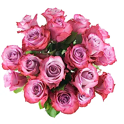 Deep Purple Roses