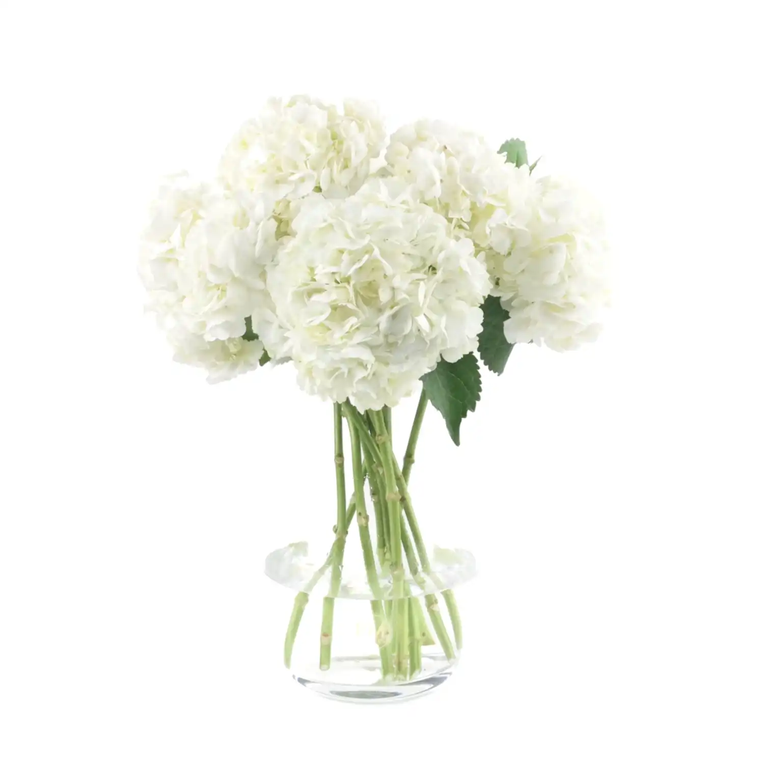 White Hydrangeas
