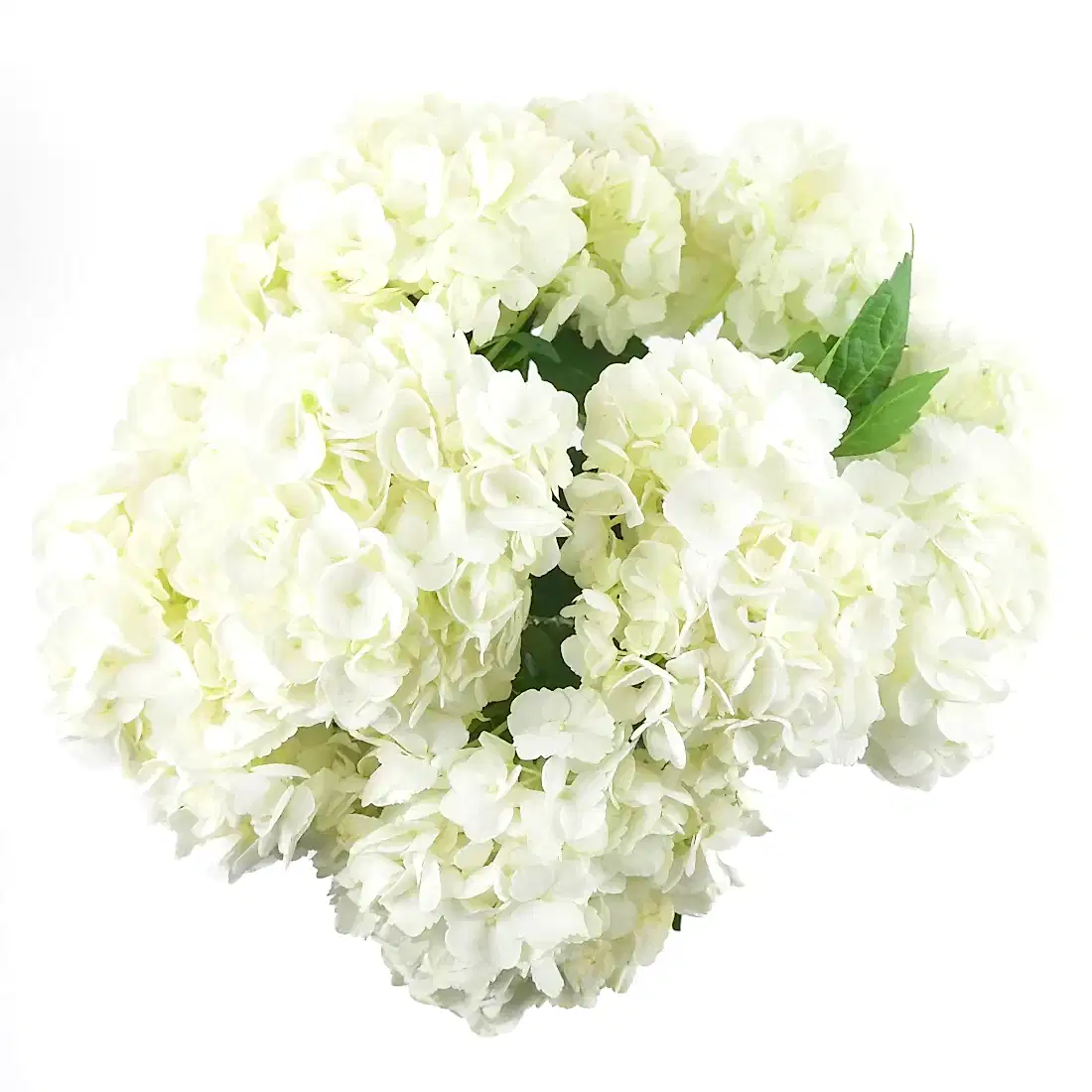 White Hydrangeas