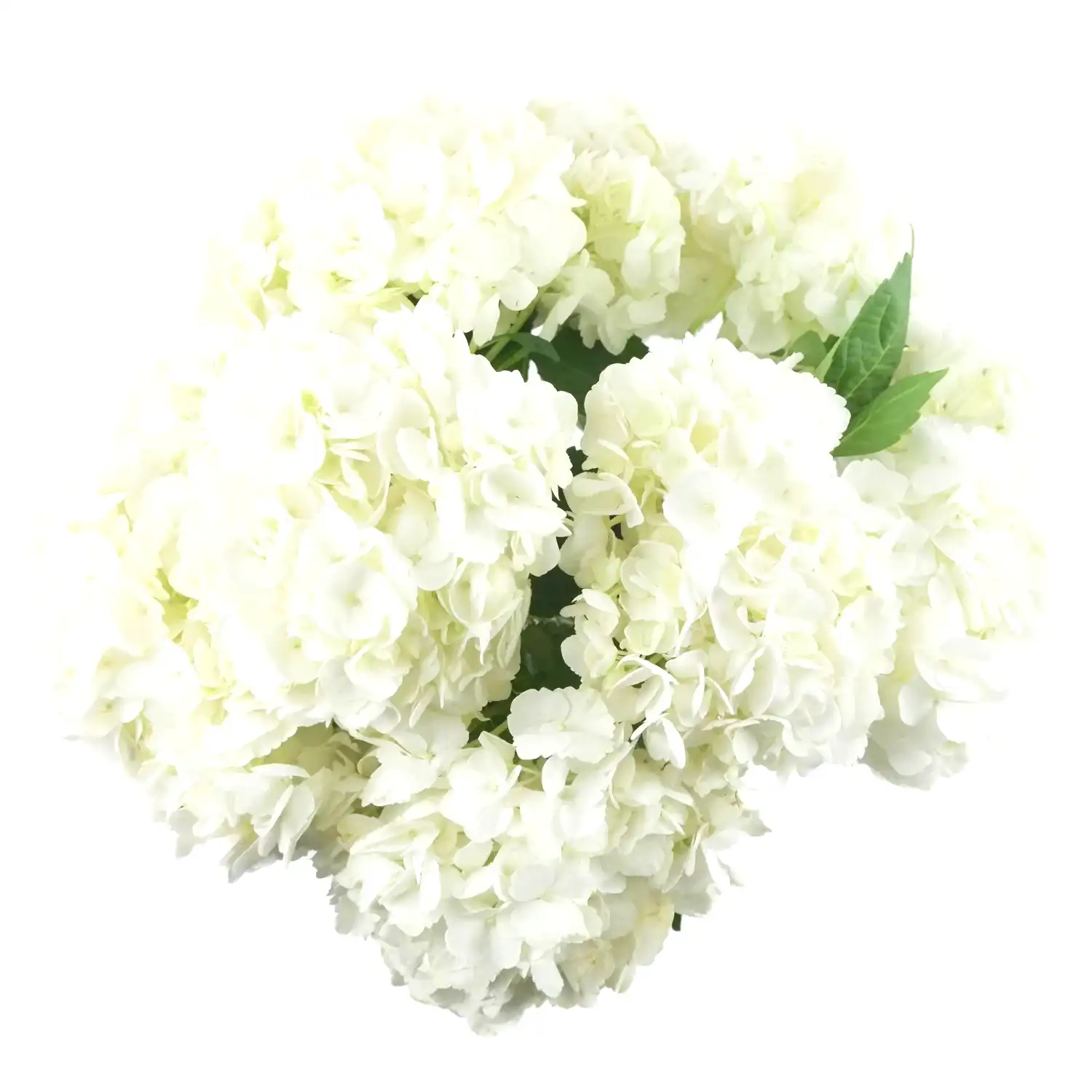 White Hydrangeas