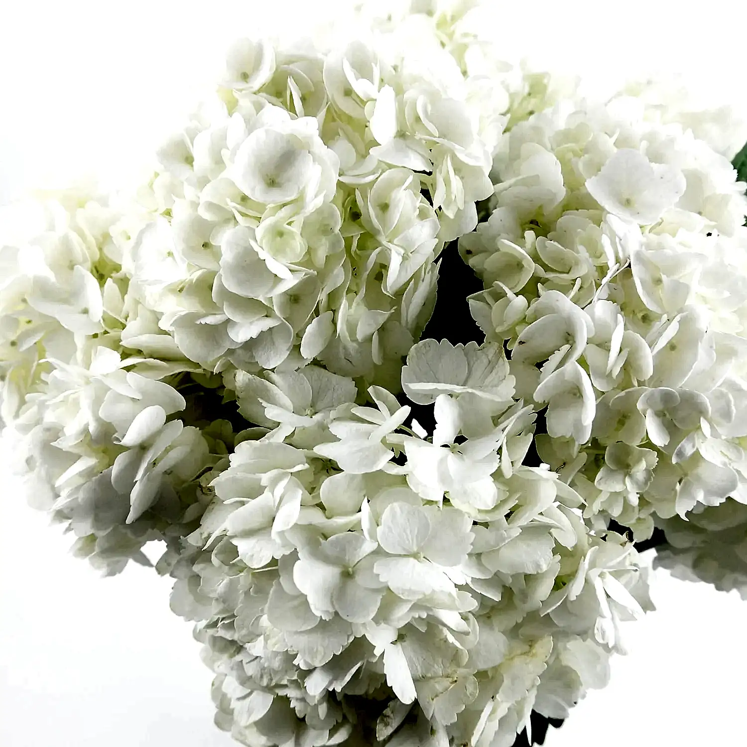 White Hydrangeas