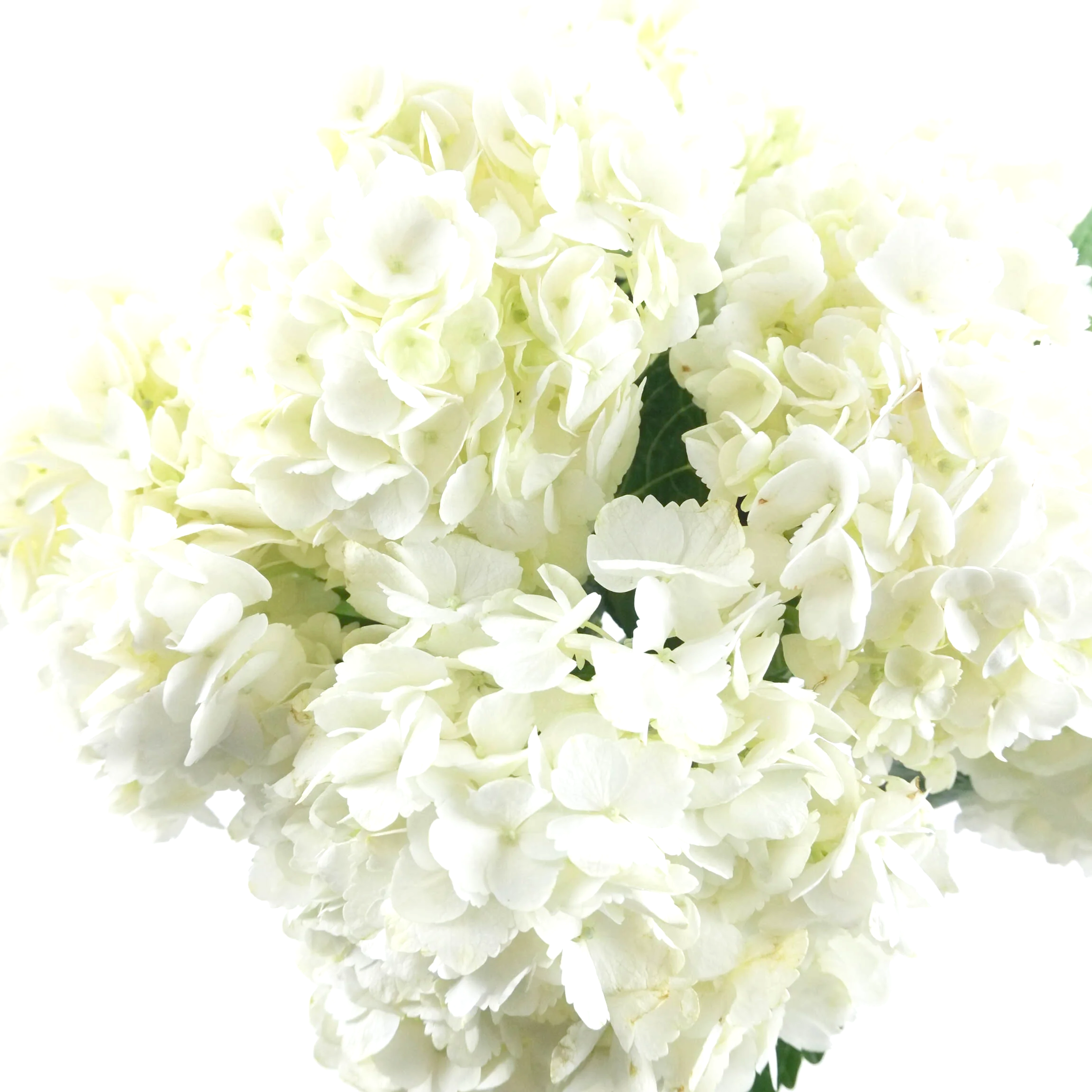 White Hydrangeas