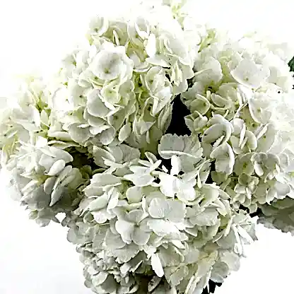 White Hydrangeas