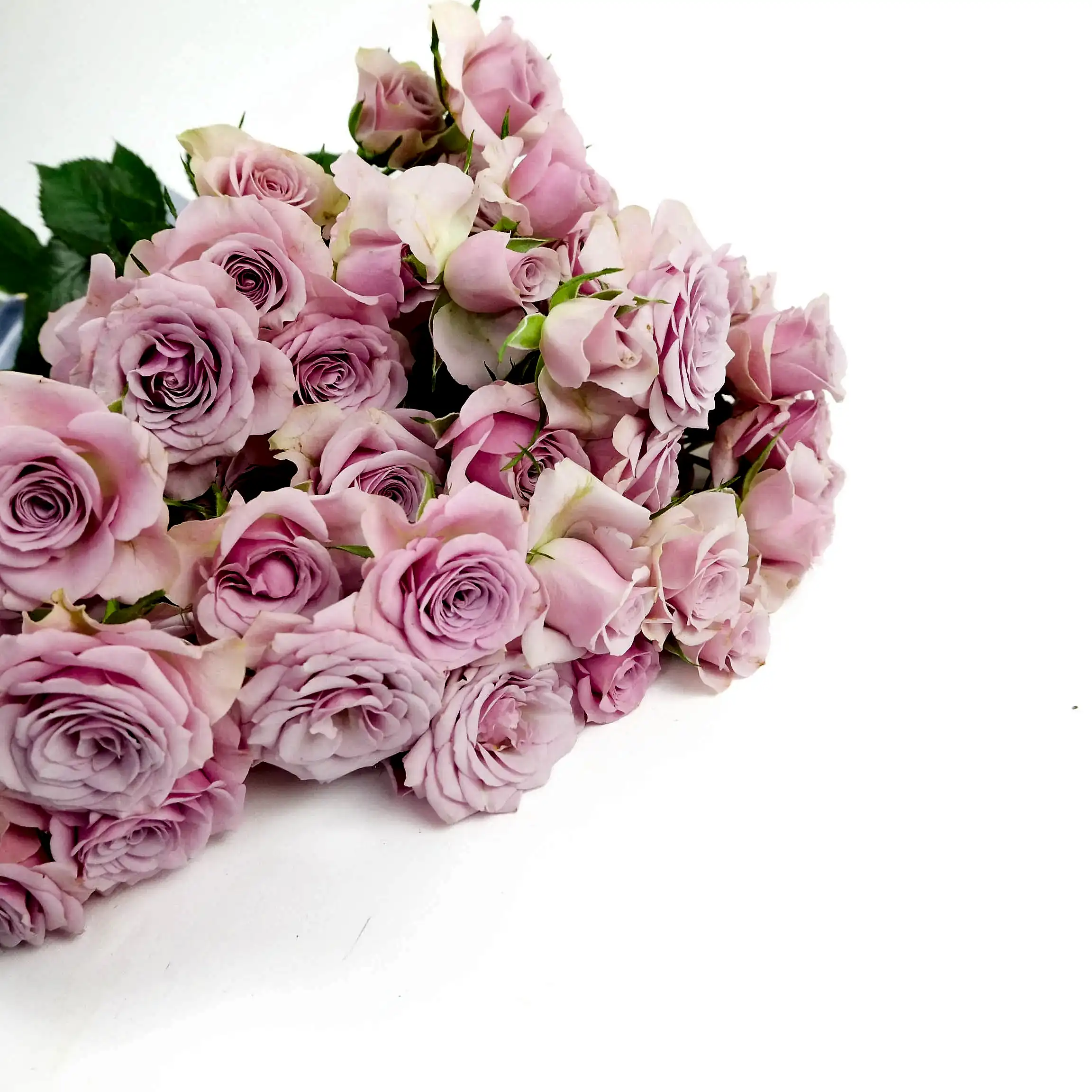 Leila Spray Roses