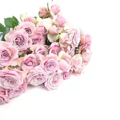 Leila Spray Roses