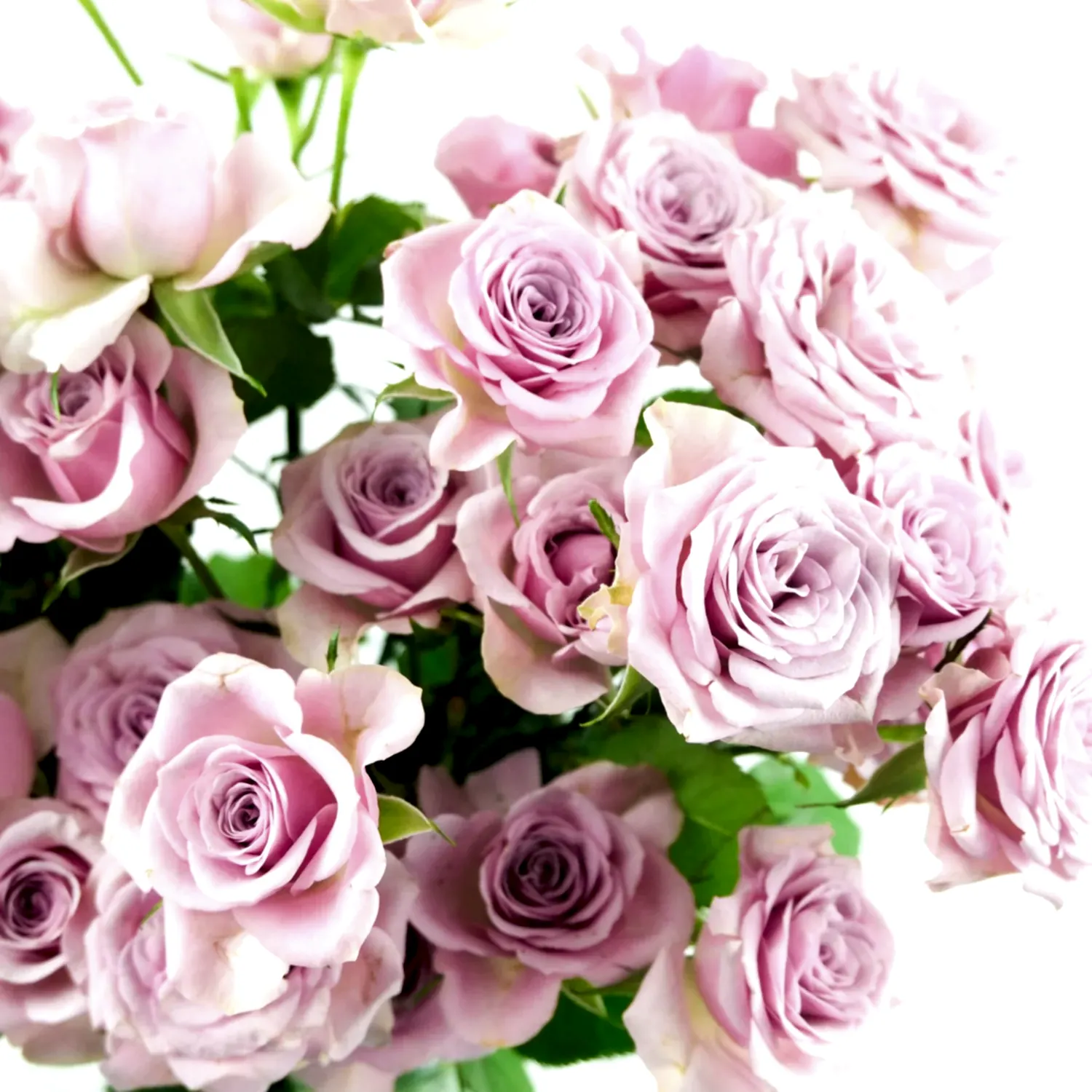 Leila Spray Roses