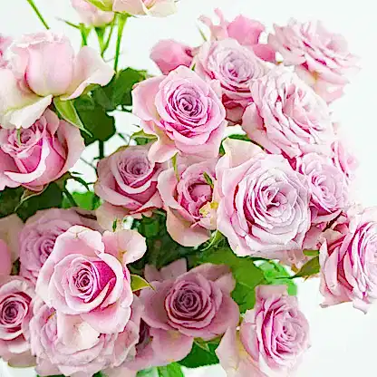 Leila Spray Roses