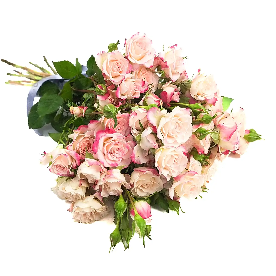 Reflex Spray Roses