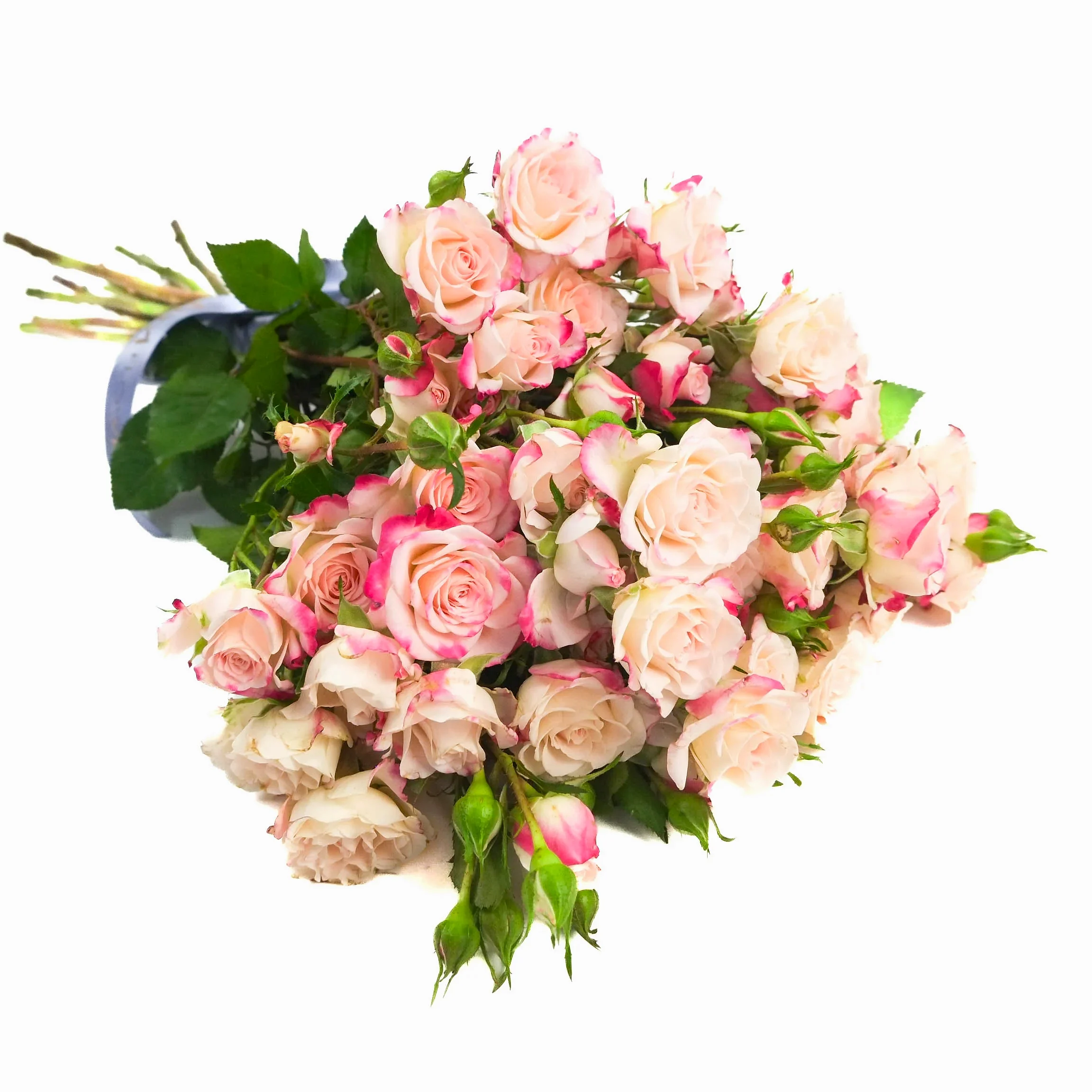 Reflex Spray Roses