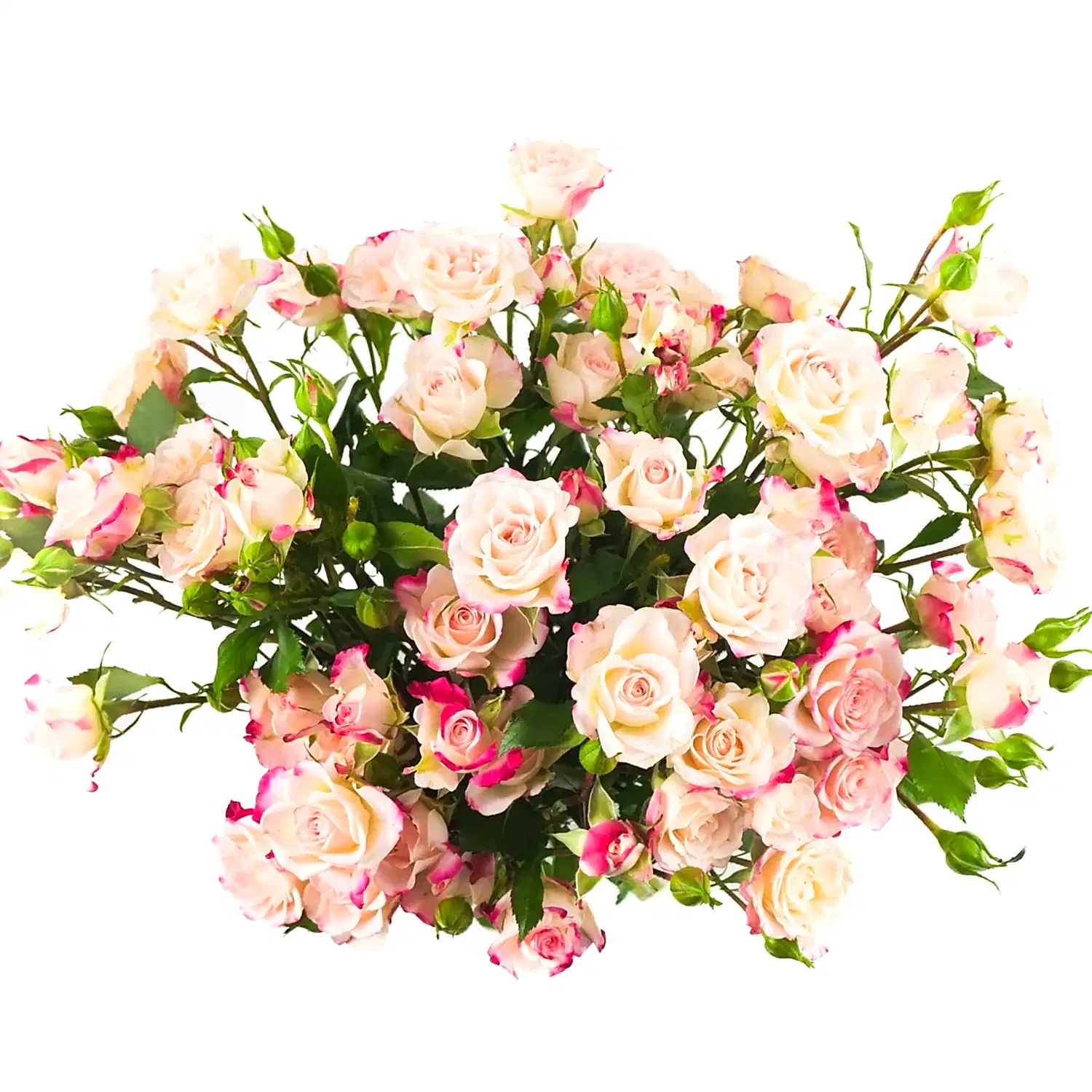 Reflex Spray Roses