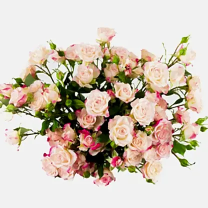 Reflex Spray Roses