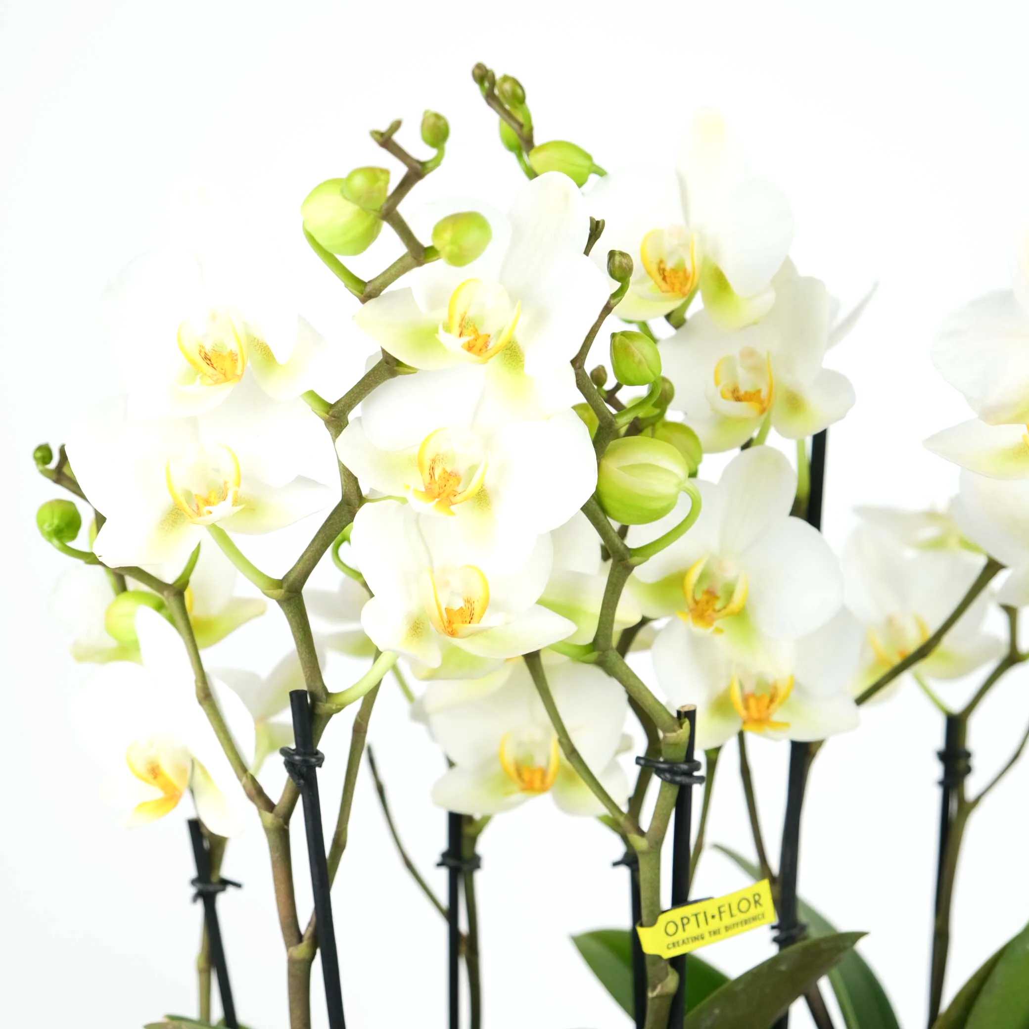 Premier Wild Orchid
