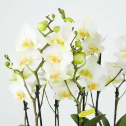 Premier Wild Orchid
