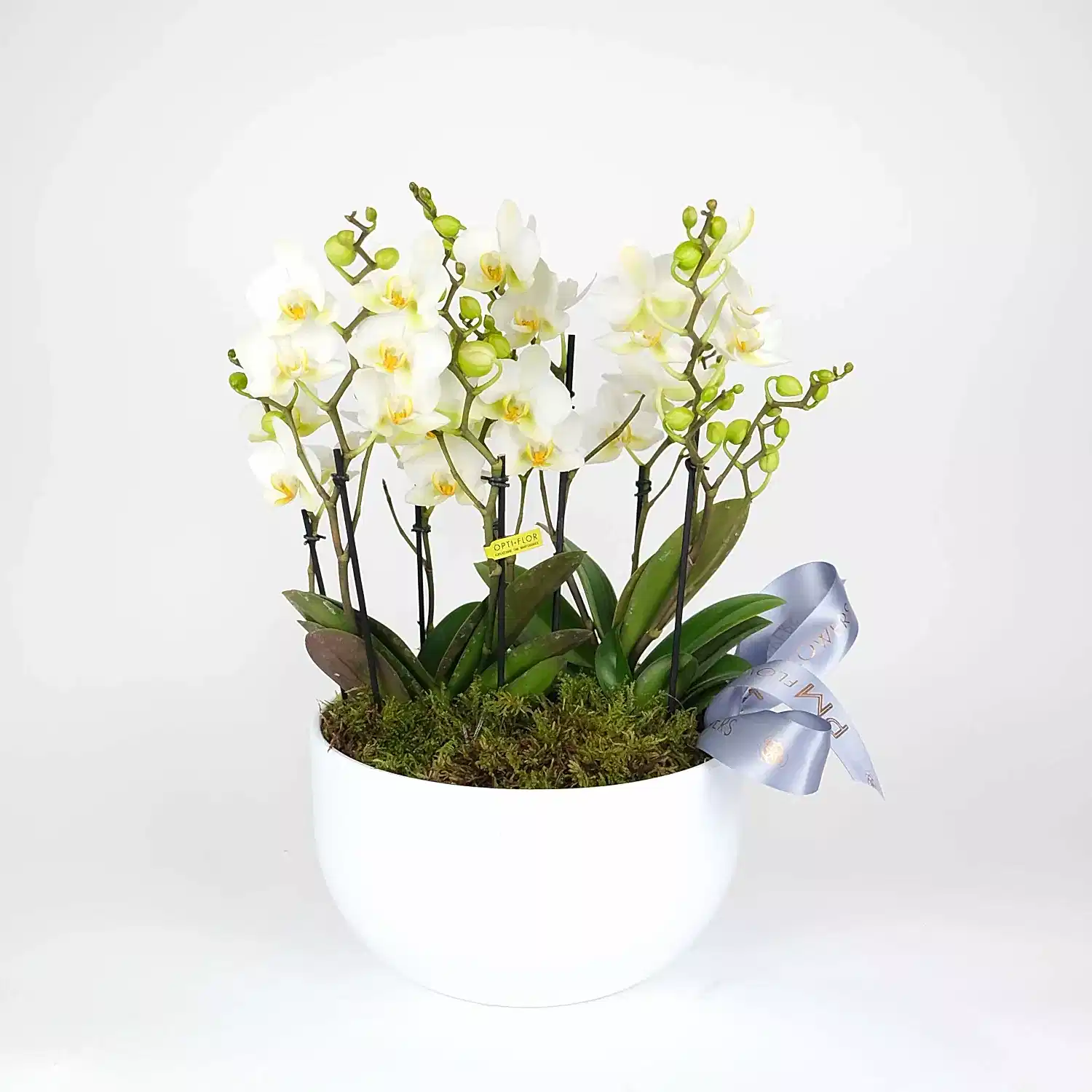 Premier Wild Orchid