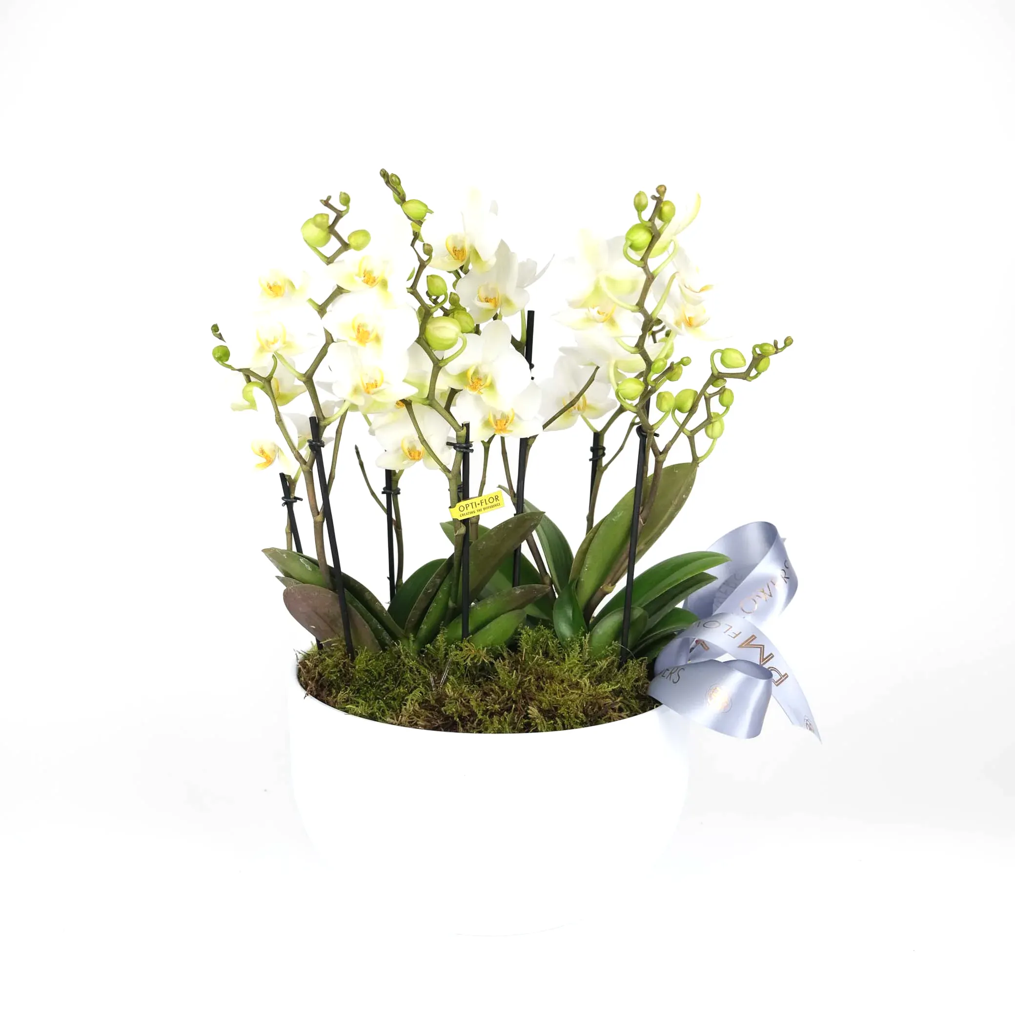 Premier Wild Orchid