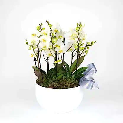 Premier Wild Orchid