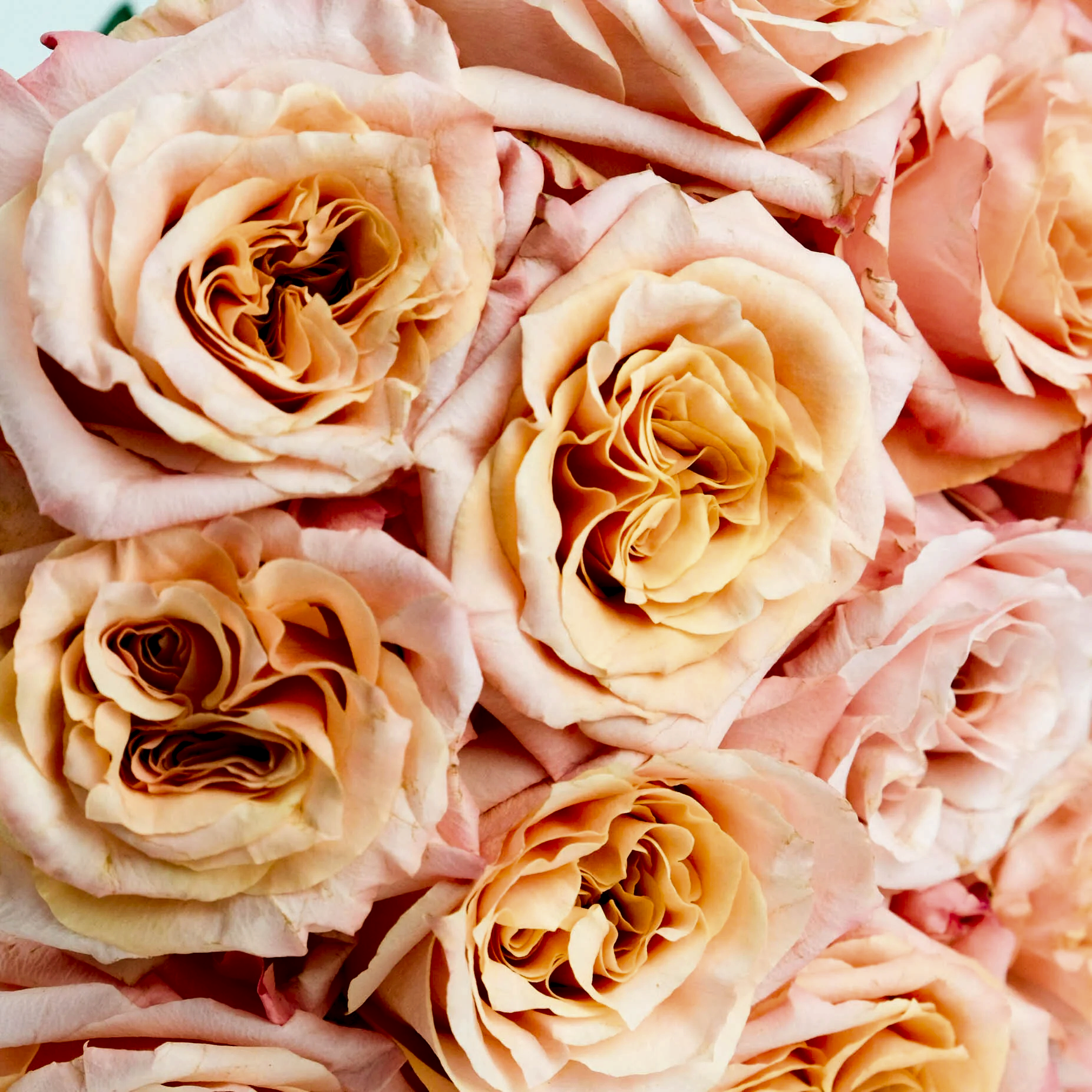 Shimmer Roses