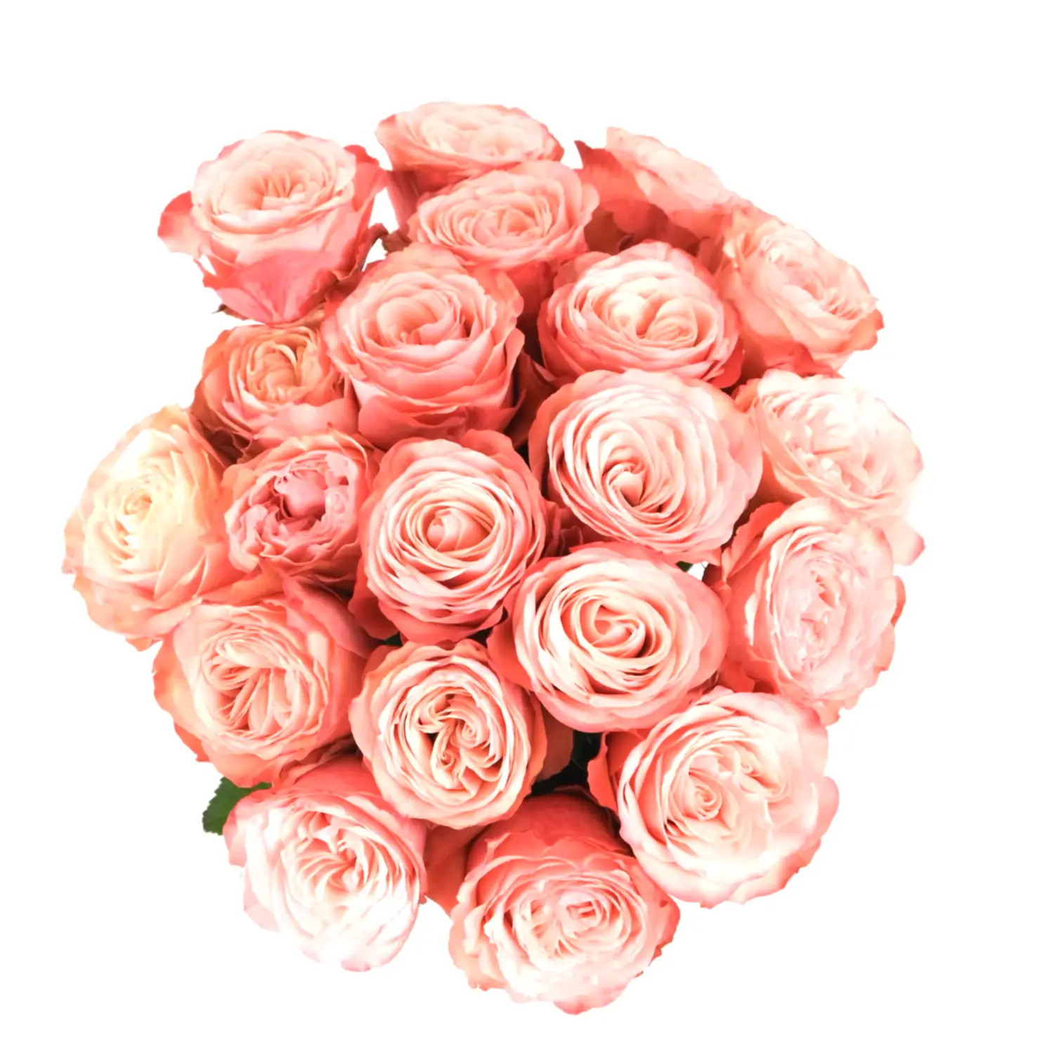 Kahala Roses