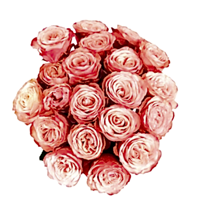 Kahala Roses