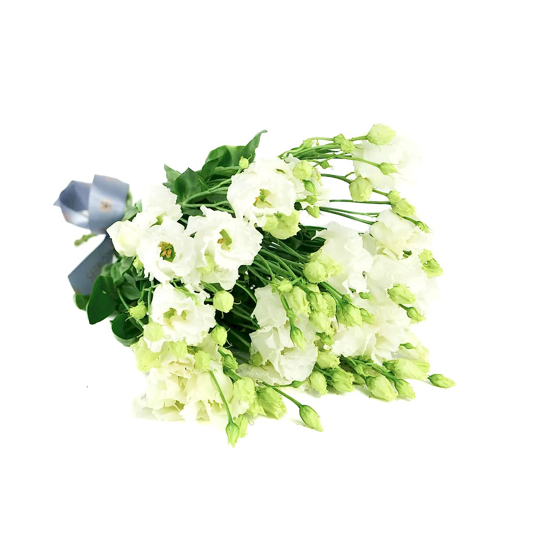 White Lisianthus