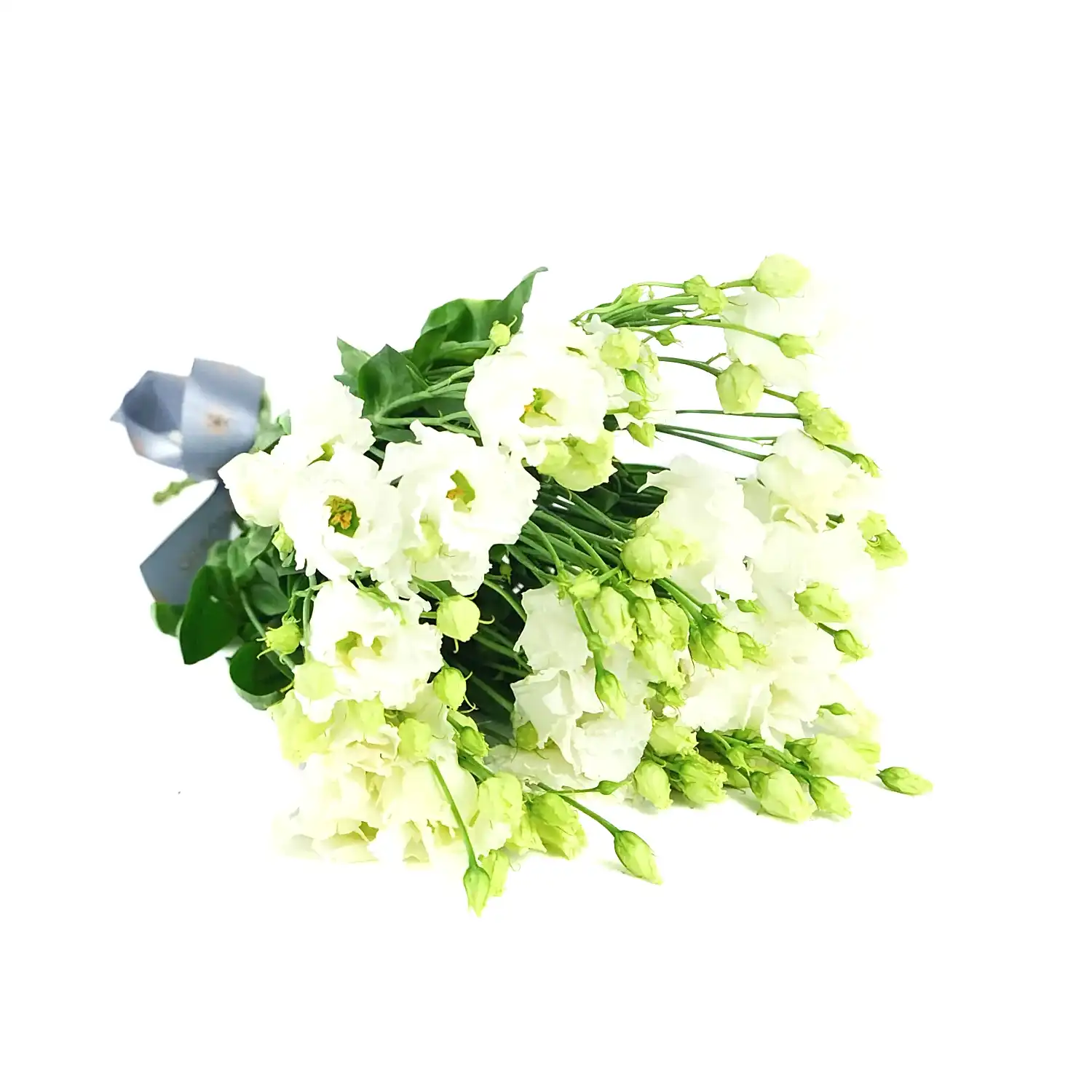 White Lisianthus