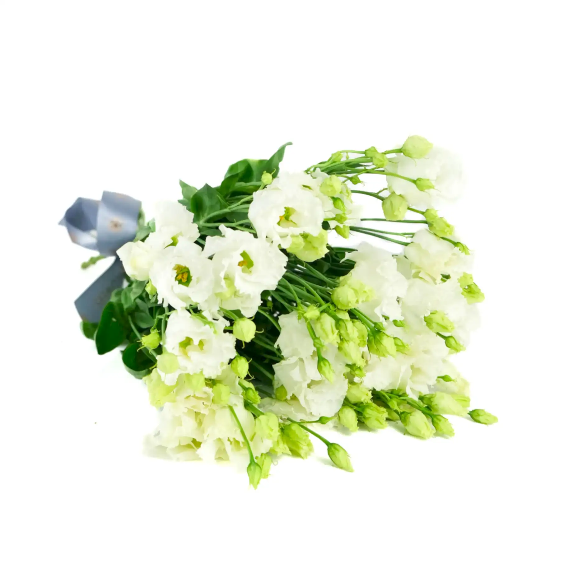 White Lisianthus