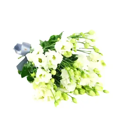 White Lisianthus