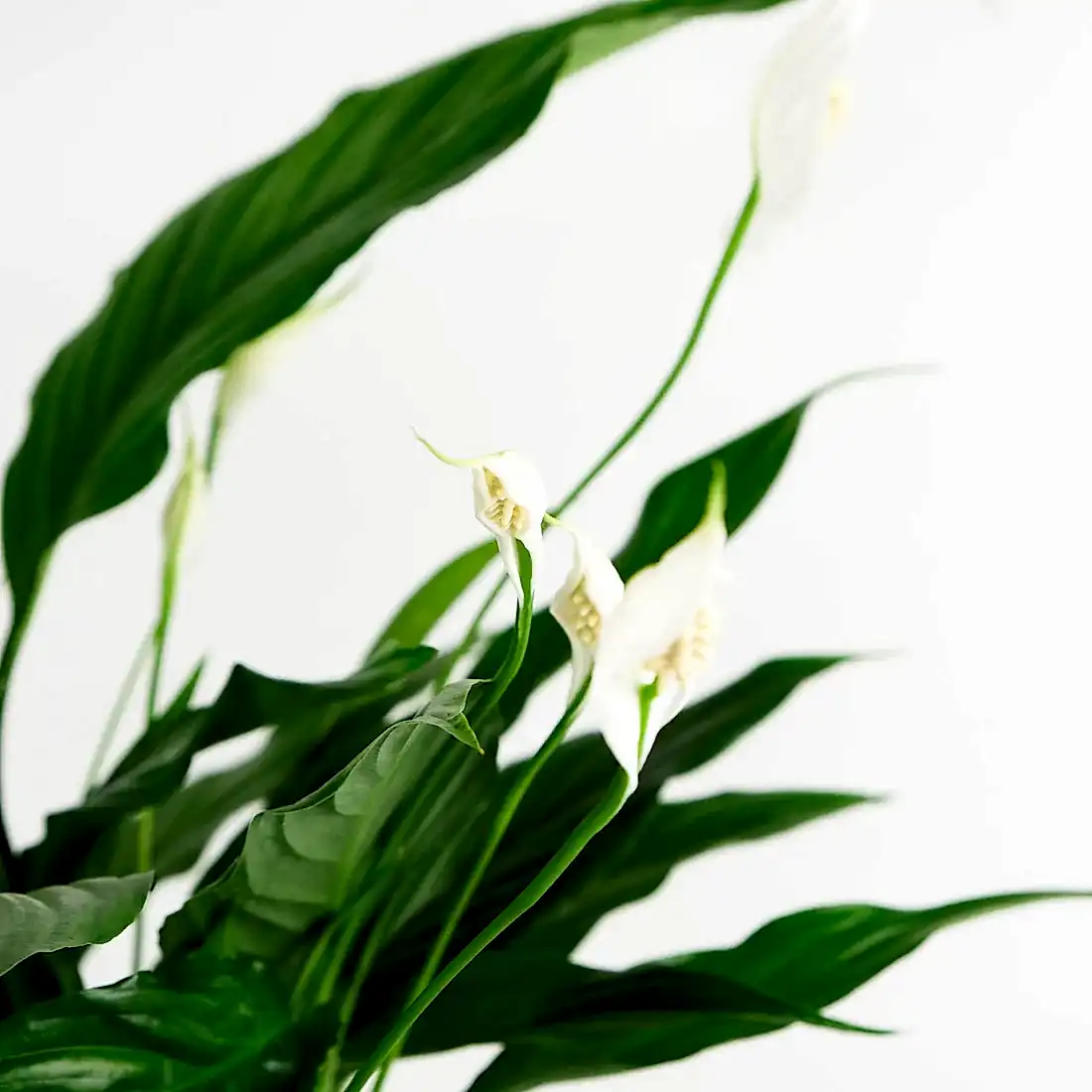 Rustic Peace Lily