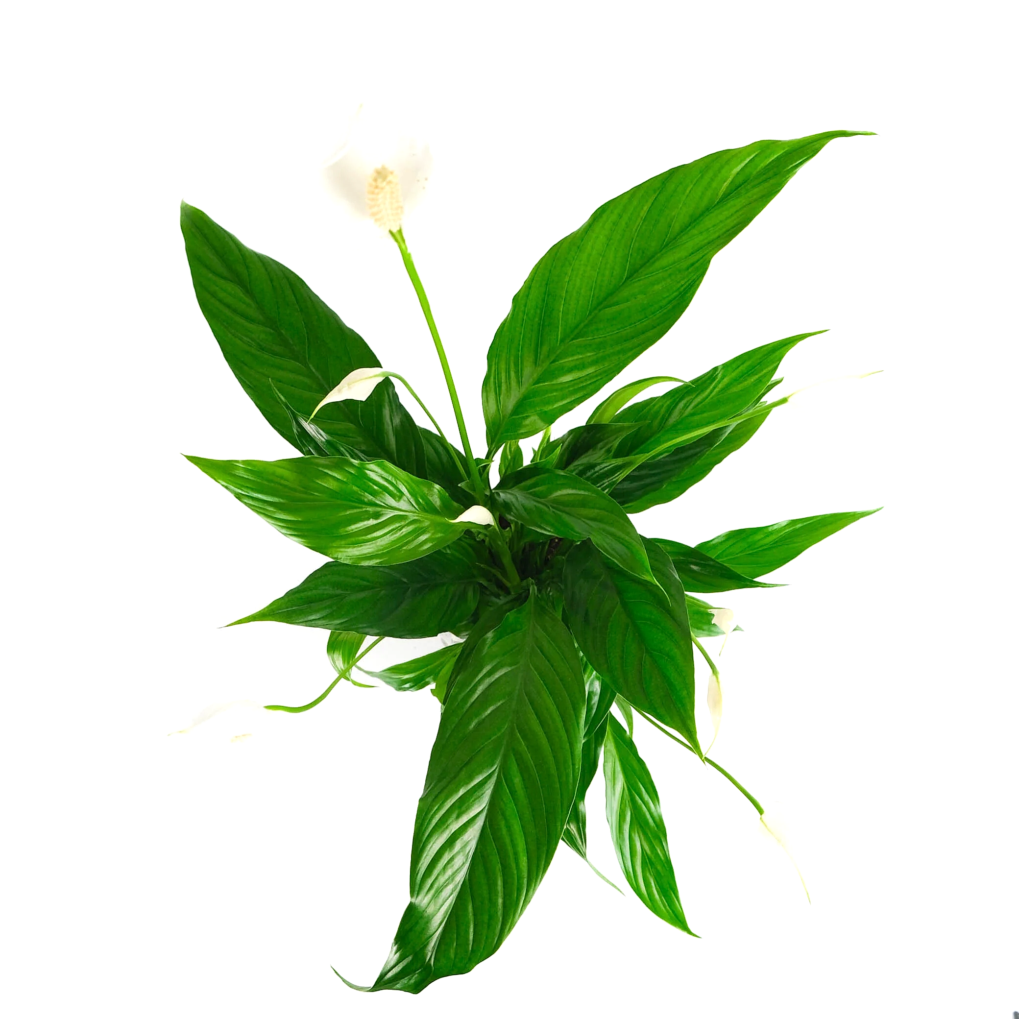 Rustic Peace Lily