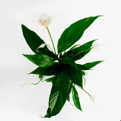 Rustic Peace Lily