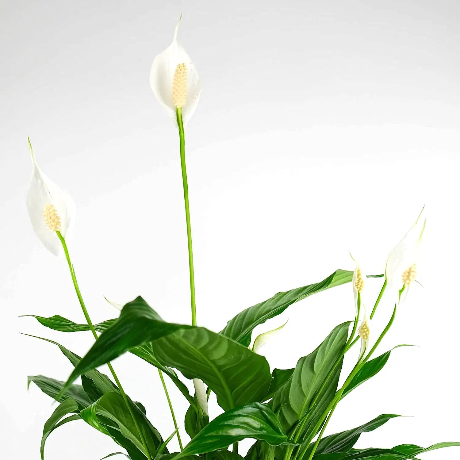 Rustic Peace Lily