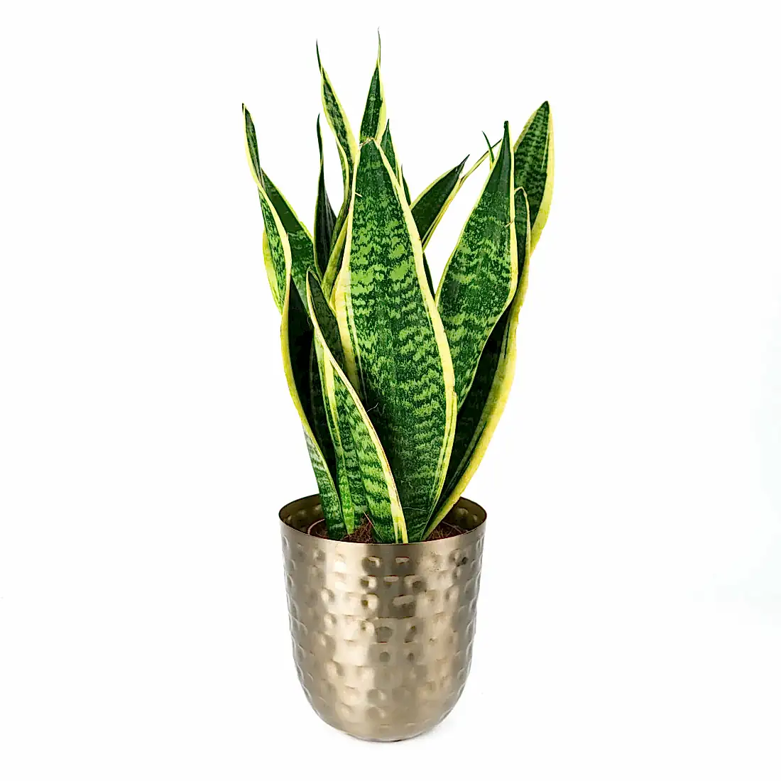 Sanisveria In Metal Pot