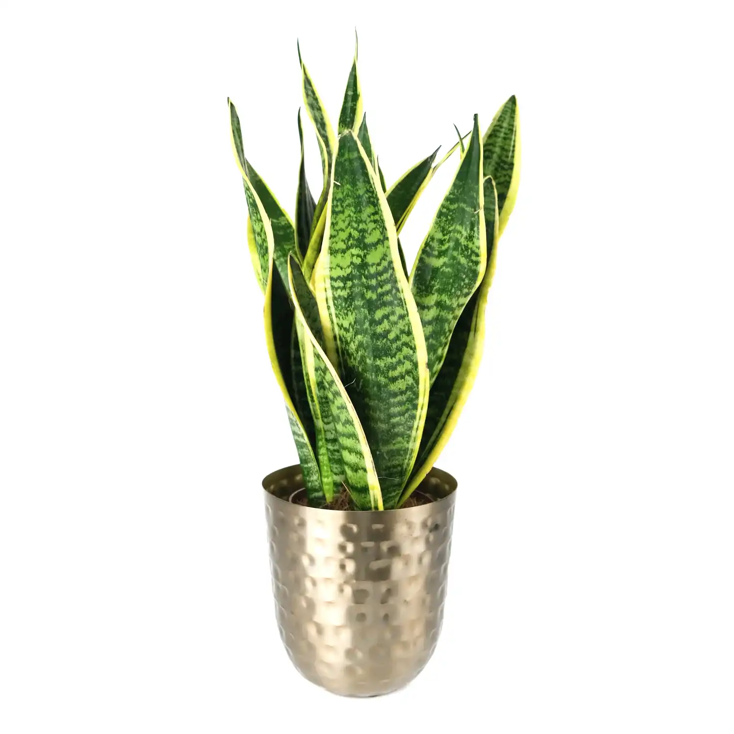 Sanisveria In Metal Pot