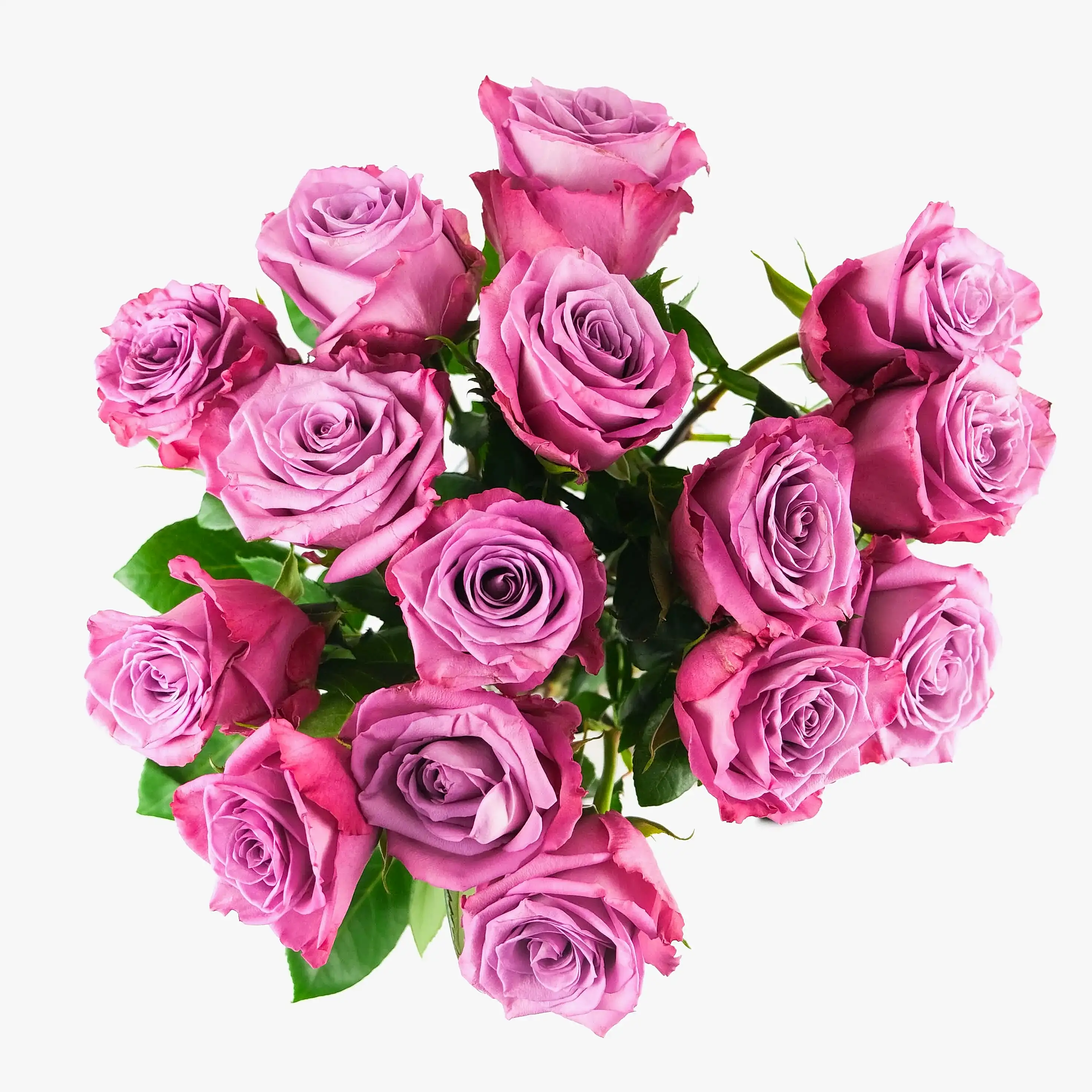 Moody Blue Roses