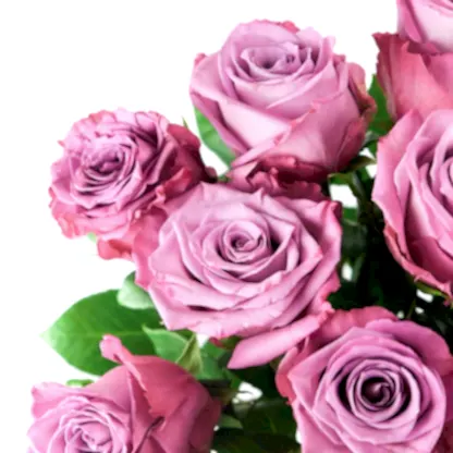 Moody Blue Roses