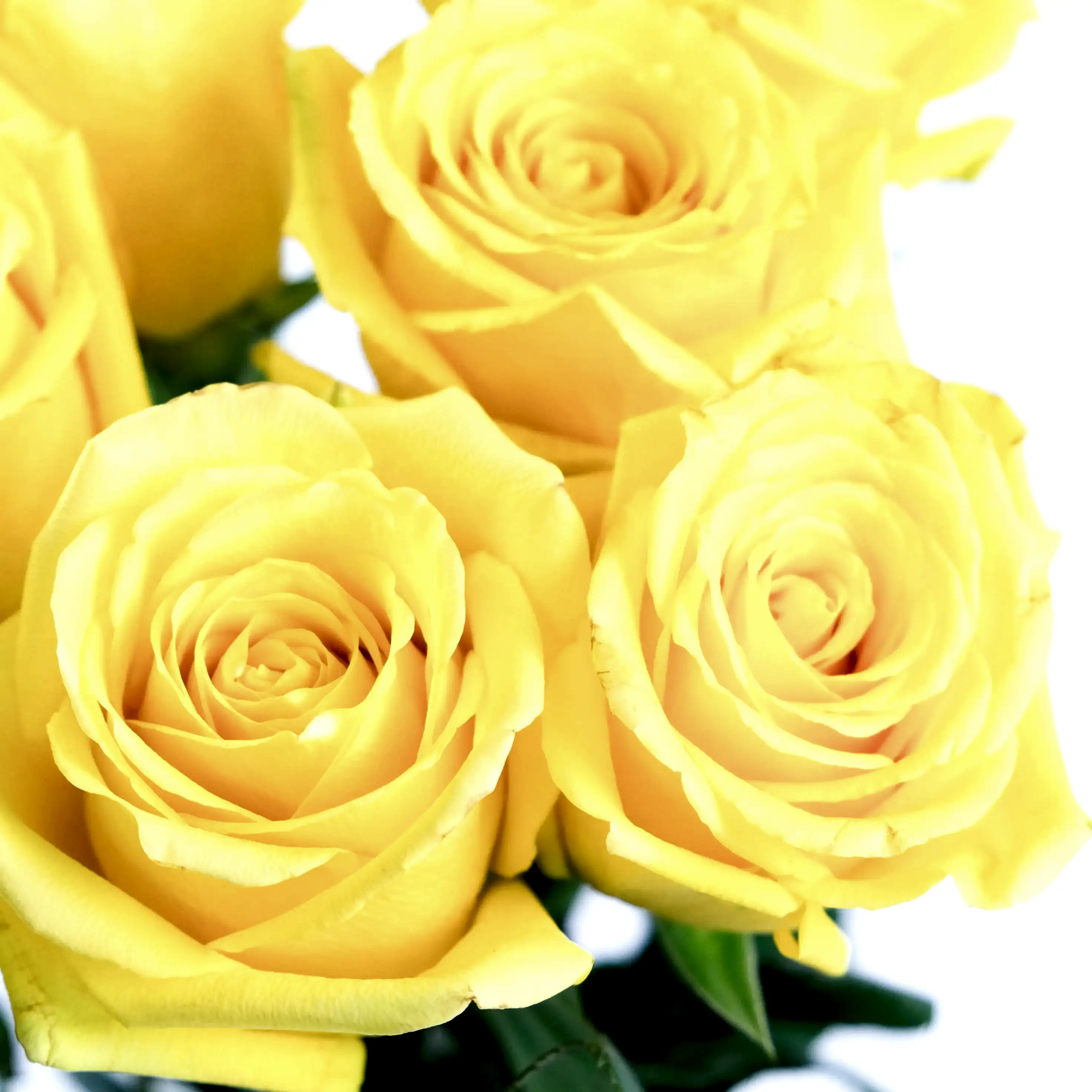 Yellow Momentum Roses
