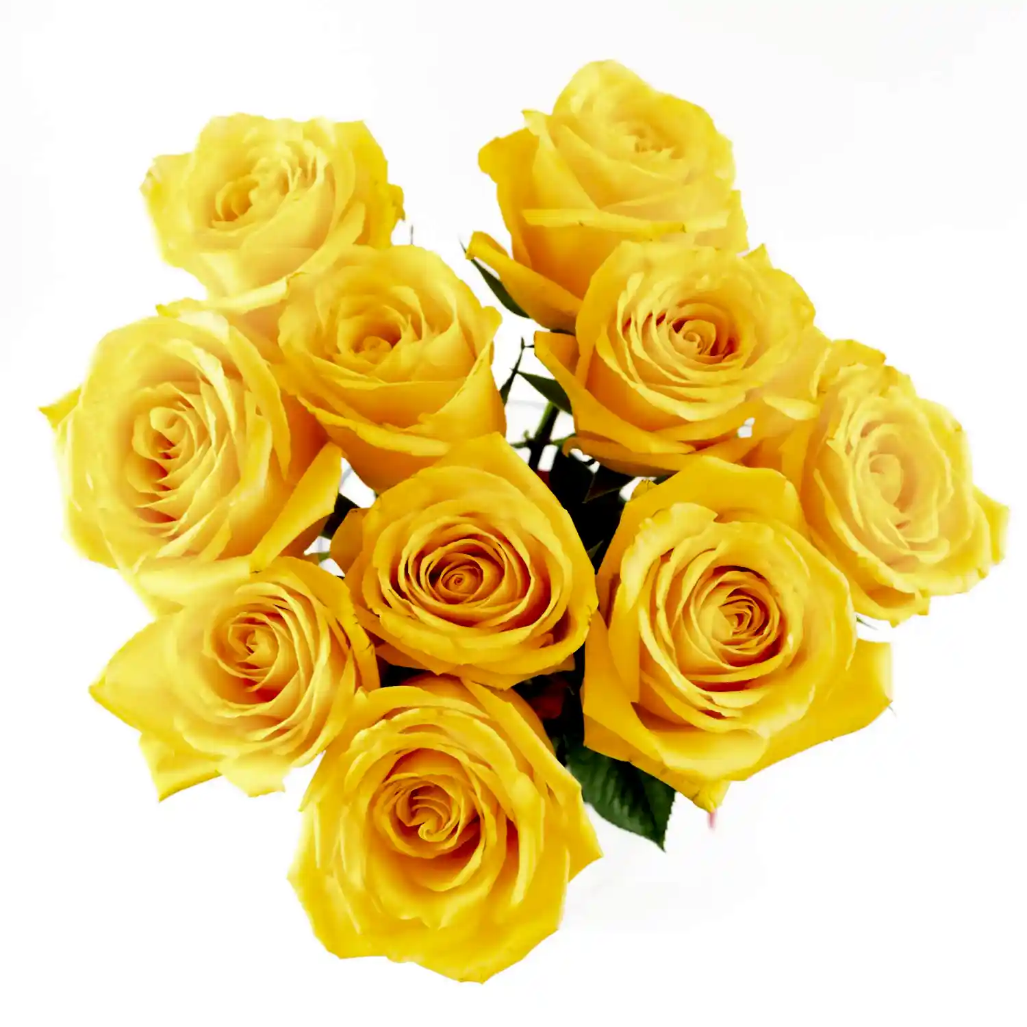 Yellow Momentum Roses