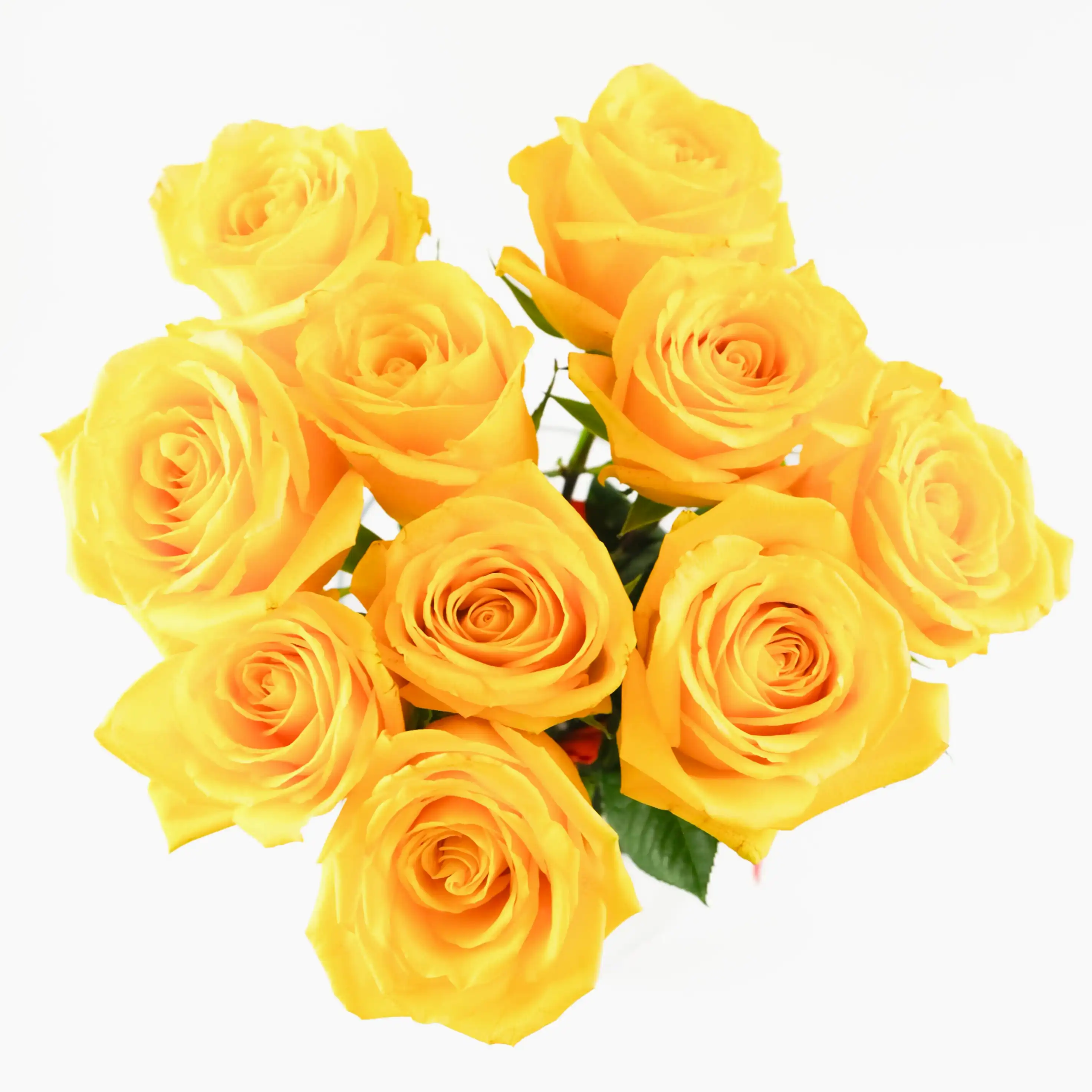 Yellow Momentum Roses