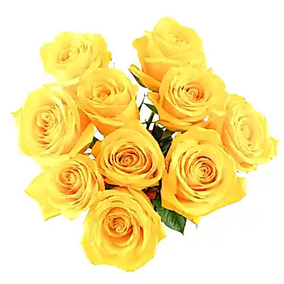 Yellow Momentum Roses